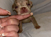 Beautiful French bulldog litter