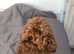 Baby ant the toy poodle stud