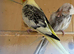 Cockatiels
