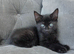 2 male kittens left