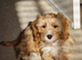Small cockapoo puppy