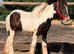 Cob gelding