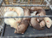 Young ferrets for sale