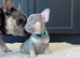French bulldog dog puppies for sale