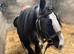 Ultimate Bombproof Child&rsquo;s Pony &ndash; Perfect First Pony