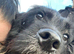 Female 2 year old mixed breed