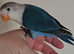 Love bird