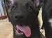 Melanois x Belgian Shepherd for sale 3 months old