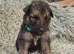 German shepherd pups