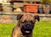 KC registered high quality Border Terriers