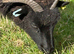 Hebridean ewe