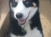 Border Collie Dog for stud