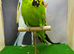 Expedition budgie male