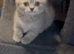Stunning lilac/cinnamon BSH kittens ready now
