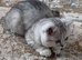 Last TICA registered BSH Black Silver Spotted Tabby Kittens