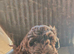 Female cockapoo puppy