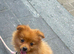 Beautiful male toy Pomeranian puppy