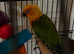 Male conure Glasgow city