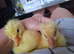 2 adorable 2 day old goslings