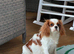 Cavalier puppies - KC reg parents