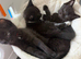 Kittens ready to leave in 1 week