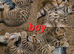 Beautiful Scottish fold/straight kittens