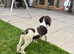 Springer spaniel Puppy