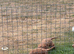 Cockapoos from a health tested line READY NOW
