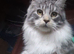 Pure Maine Coon Kittens