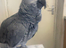 Male African grey