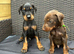Beautiful family dobermanns *4 pups 1 girl 3 boys*