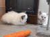 Ragdoll kittens