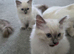 14 Week old Bluepoint Ragdolls