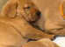 Fox Red and Yellow Labrador Retrievers