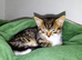 Kitten