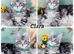 TICA registration Maine coon kittens Ready Now