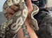 5 year old female royal python