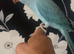 Baby blue Indian ringneck  (hand reared)