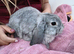 Beautiful mini lop rabbits 9 weeks old