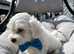 Last Adorable bichon.