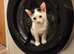 Black and White Kittens Ready to Go