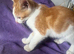 For sale 2 ginger and white males 13 weeks old