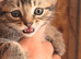 Beautiful Persian cross kittens