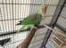 Alexandria parrot