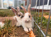 Male Rabbits