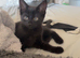 1 male kitten still available