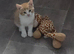 Beautiful stunning Kittens ready now!!!