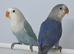 Lovebird with DNA