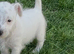 Jack Russell