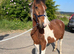 Can&rsquo;t ride but want to be around horses I&rsquo;m looking for a friend